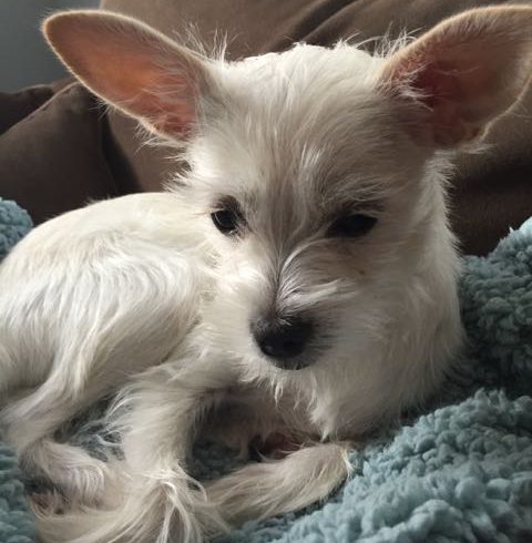 Macie – Adopted June 2015