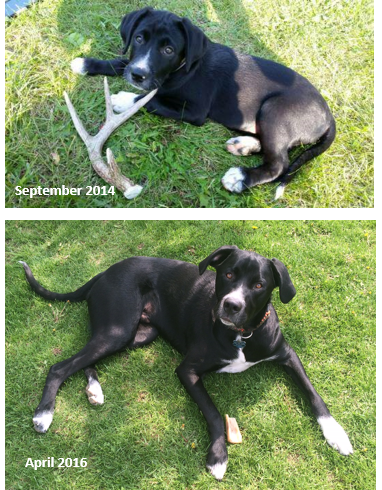 Oakley – Adopted September 2014