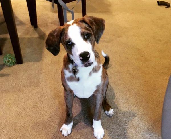Buddy – Adopted February 2015