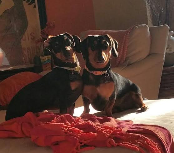 Gunner and Lincoln – Adopted October 2014