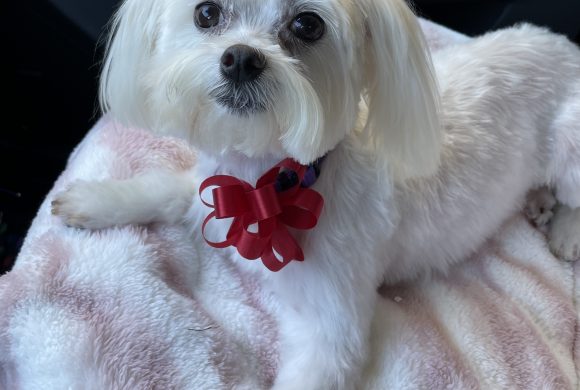 Windflower – Adopted March 30 2019